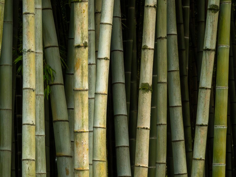 Batumi Boulevard  2025-08-20 4-3