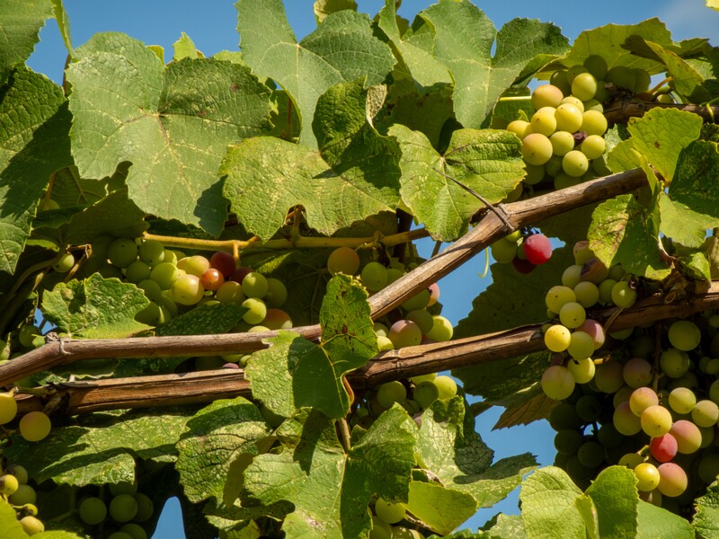 Vitis labrusca  2025-08-20 1-1