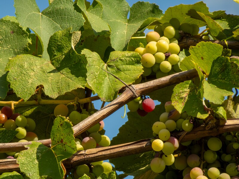 Vitis labrusca  2025-08-20 1-2