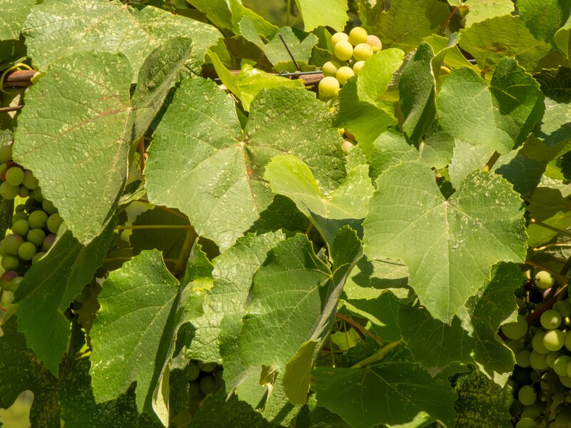 Vitis labrusca  2025-08-20 1-3