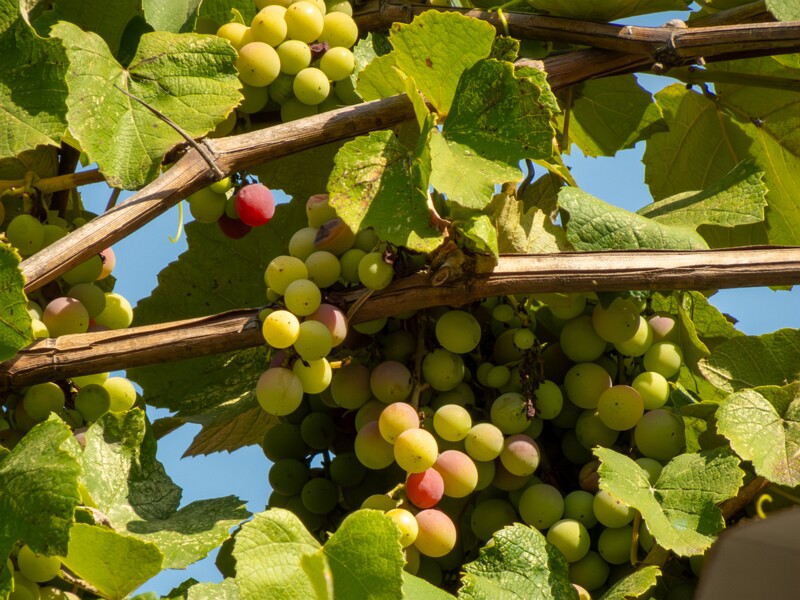 Vitis labrusca  2025-08-20 1-5