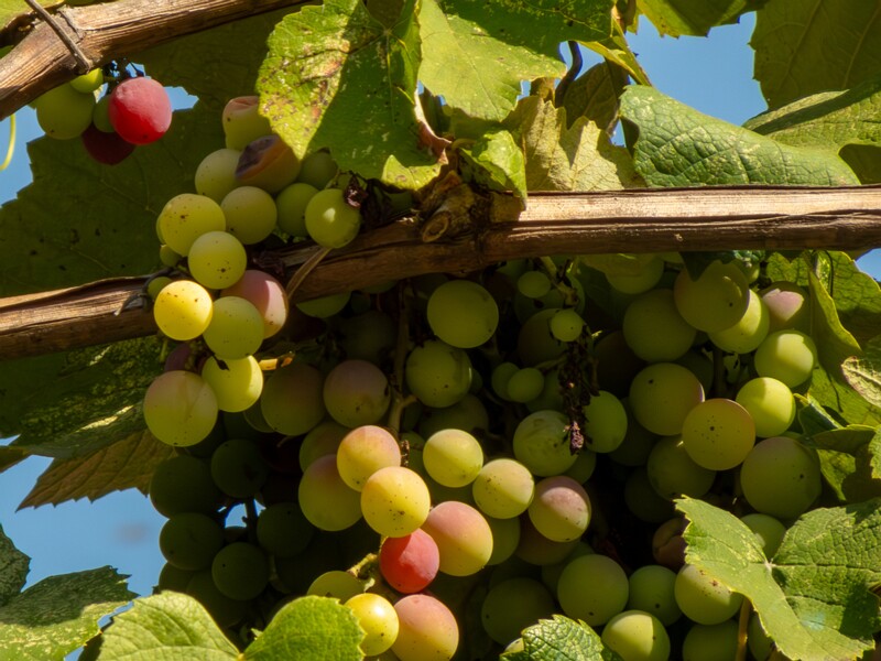 Vitis labrusca  2025-08-20 1-6