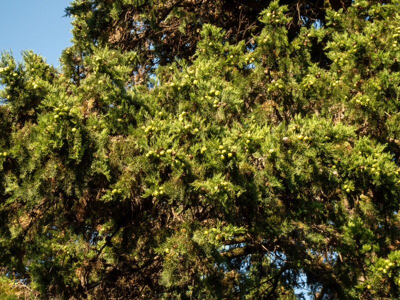 Cupressus sempervirens  2025-08-18 1-1