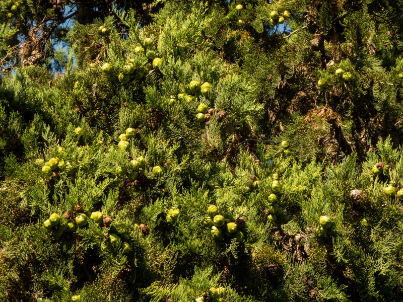 Cupressus sempervirens  2025-08-18 1-2