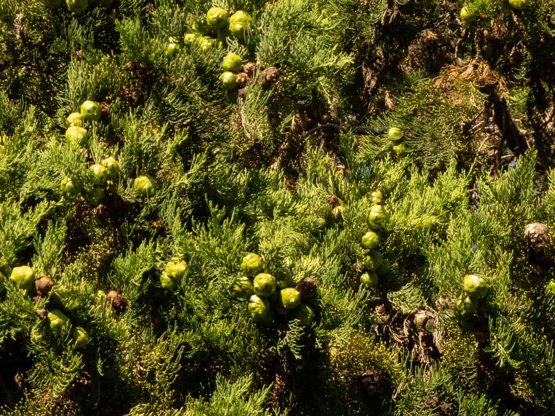 Cupressus sempervirens  2025-08-18 1-3
