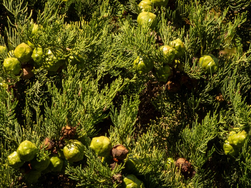 Cupressus sempervirens  2025-08-18 1-5