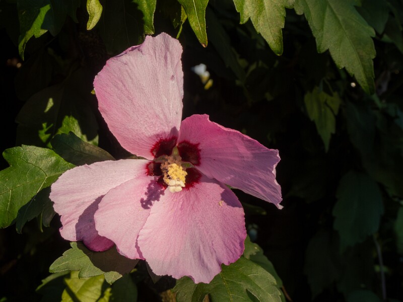 Hibiscus syriacus  2025-08-18 2-1