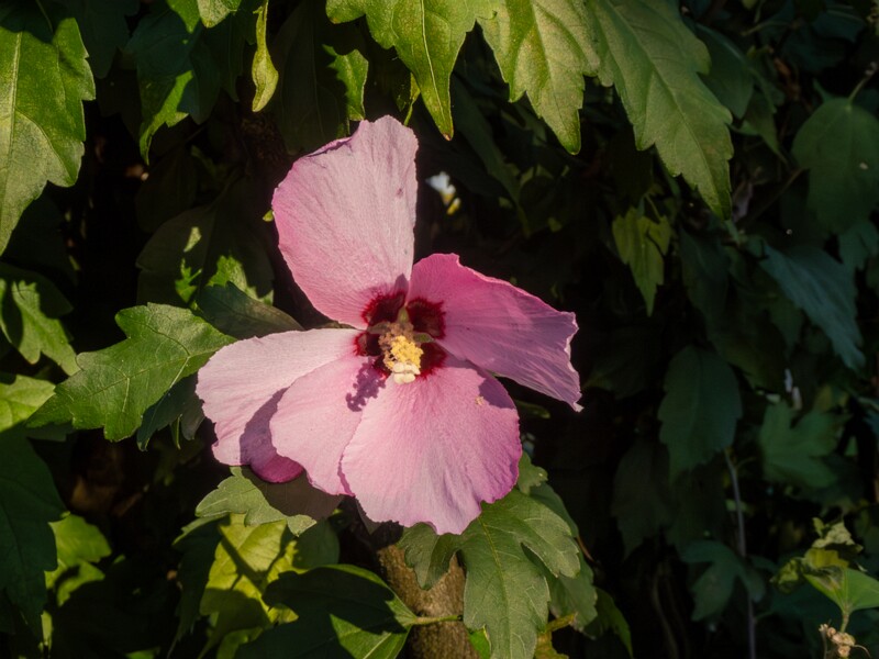 Hibiscus syriacus  2025-08-18 2-2