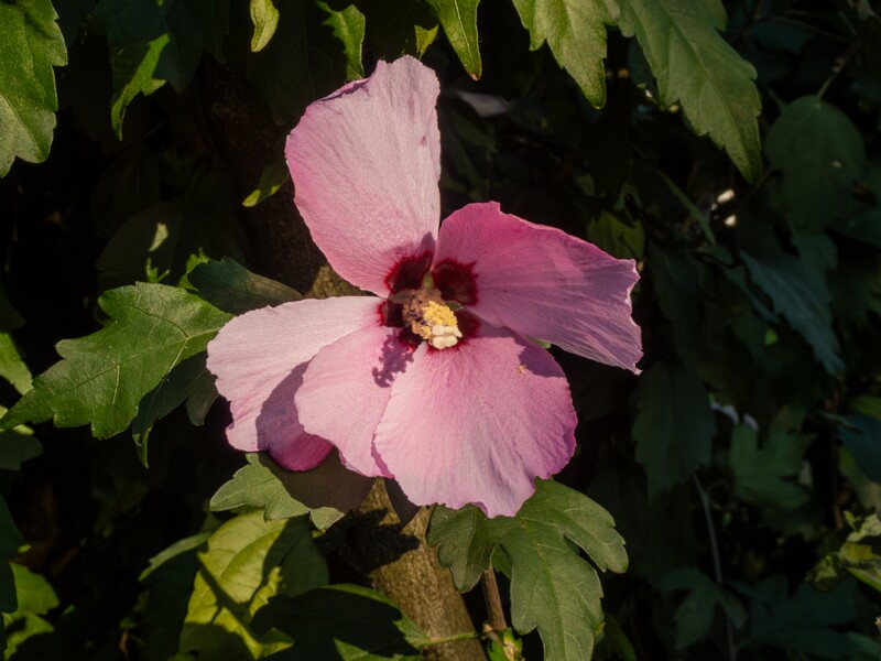 Hibiscus syriacus  2025-08-18 2-3