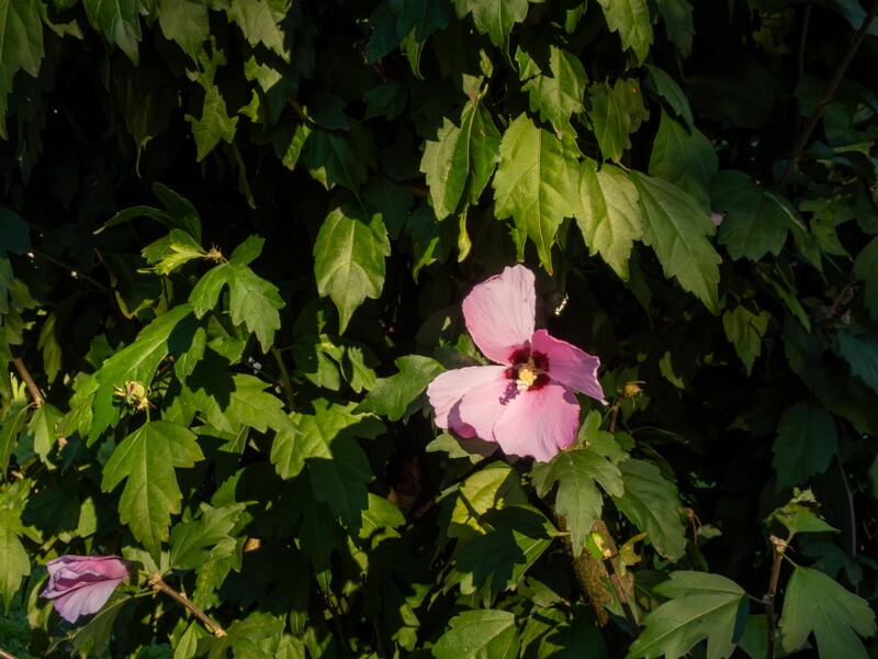Hibiscus syriacus  2025-08-18 2-4