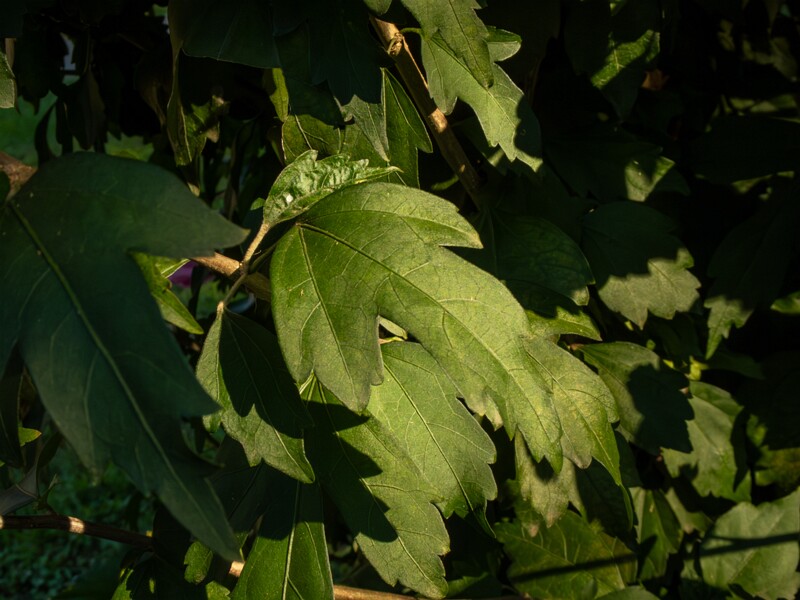 Hibiscus syriacus  2025-08-18 2-5