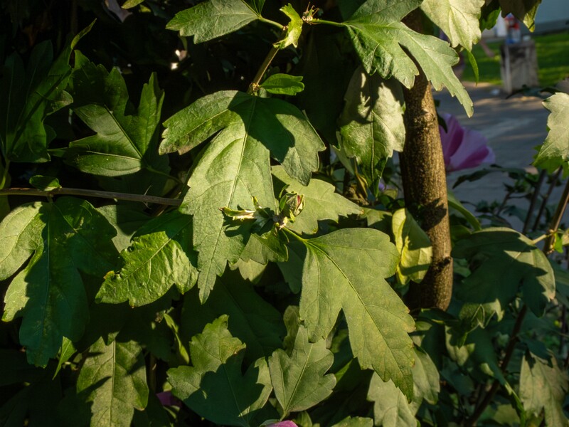Hibiscus syriacus  2025-08-18 2-6