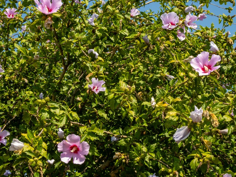 Hibiscus syriacus  2025-08-20 1-1
