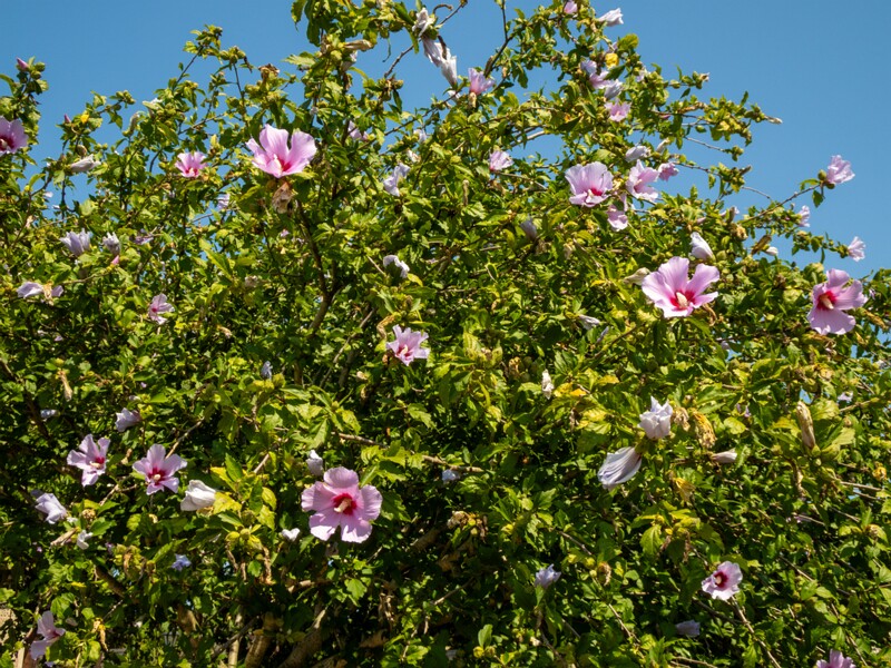 Hibiscus syriacus  2025-08-20 1-2