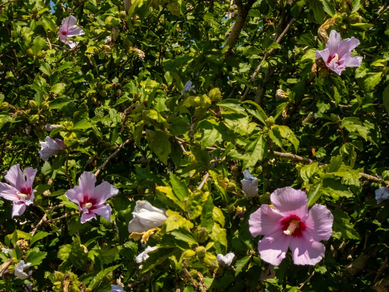 Hibiscus syriacus  2025-08-20 1-3