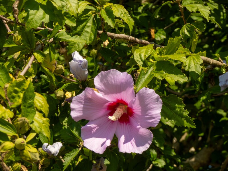 Hibiscus syriacus  2025-08-20 1-4