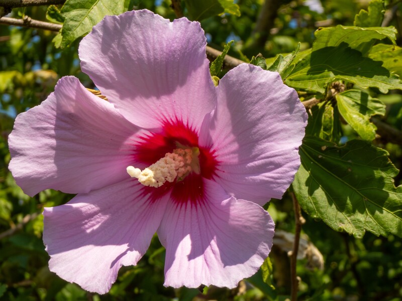 Hibiscus syriacus  2025-08-20 1-6