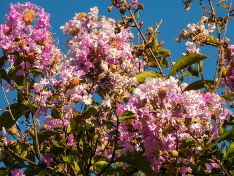 Lagerstroemia indica  2025-08-18 1-10