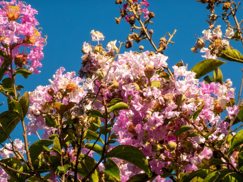 Lagerstroemia indica  2025-08-18 1-3