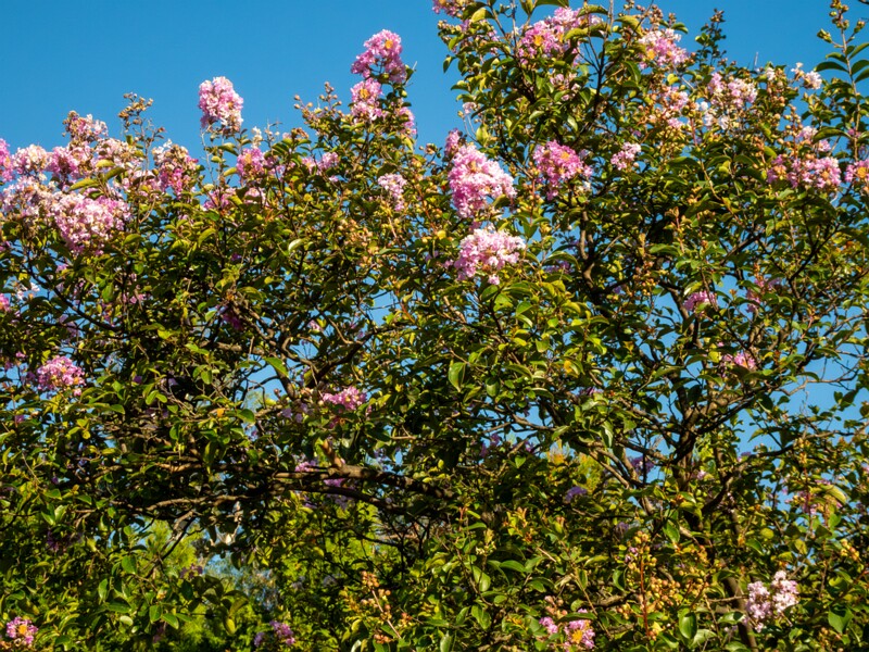 Lagerstroemia indica  2025-08-18 1-5