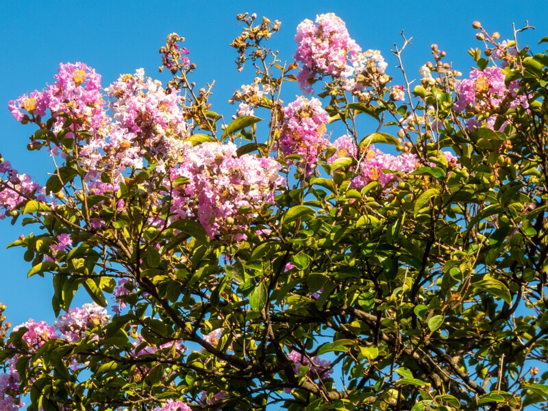 Lagerstroemia indica  2025-08-18 1-8