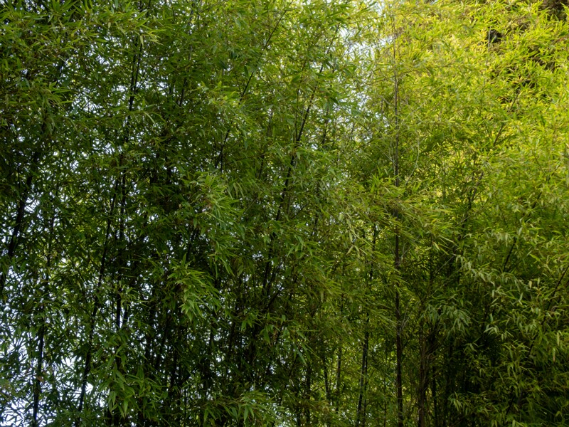 Phyllostachys nigra  2025-08-19 1-1