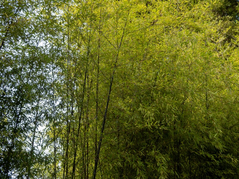 Phyllostachys nigra  2025-08-19 1-2