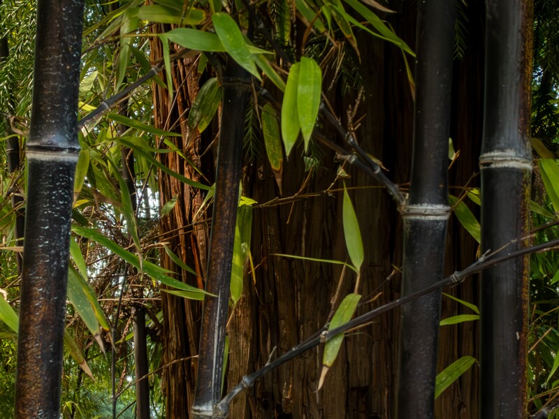 Phyllostachys nigra  2025-08-19 1-5