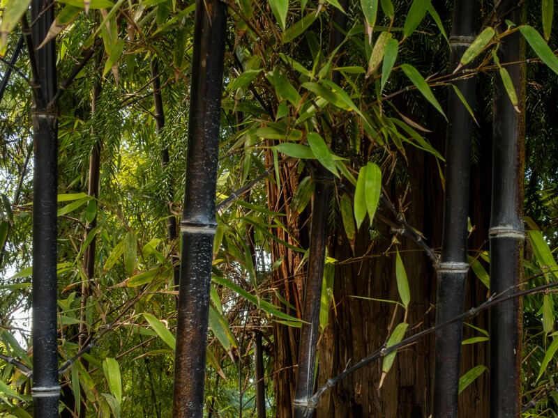 Phyllostachys nigra  2025-08-19 1-6