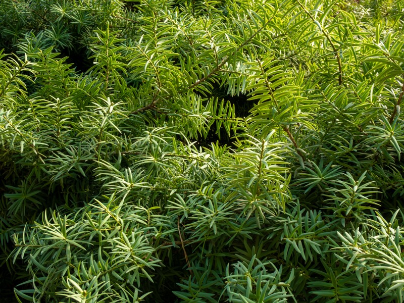 Podocarpus totara  2025-08-19 1-1