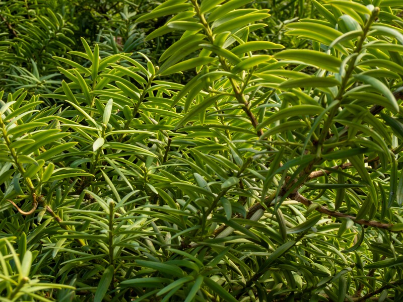 Podocarpus totara  2025-08-19 1-2