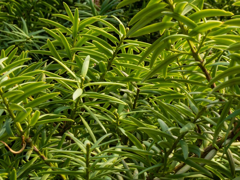 Podocarpus totara  2025-08-19 1-3
