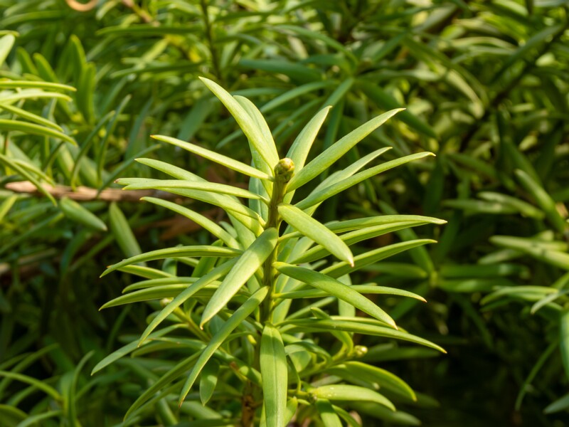 Podocarpus totara  2025-08-19 1-4