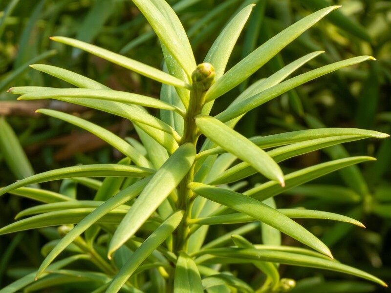 Podocarpus totara  2025-08-19 1-5