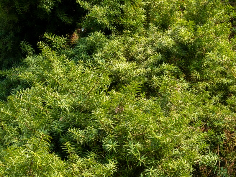 Podocarpus totara  2025-08-19 1-6