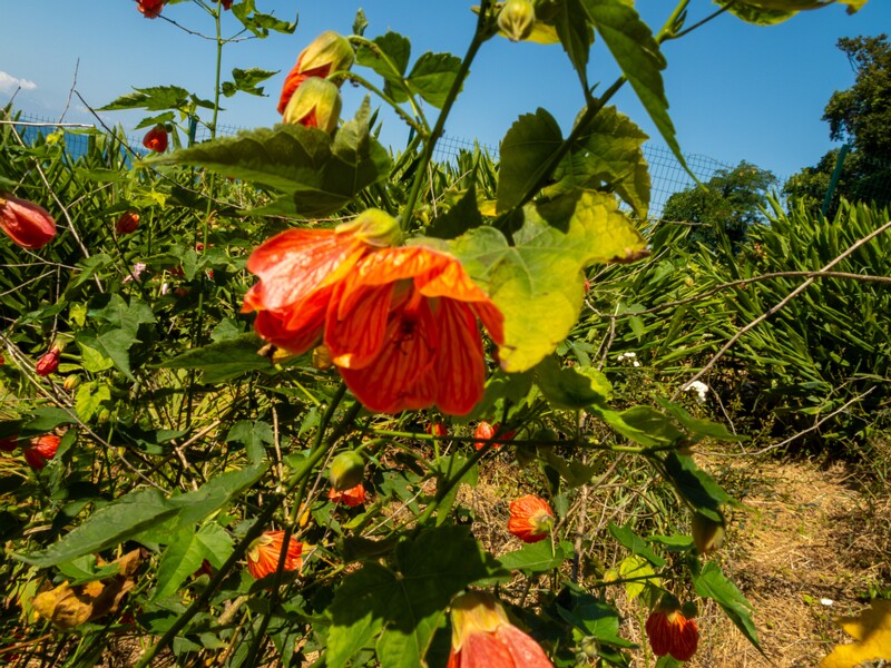 lat. Abutilon pictum