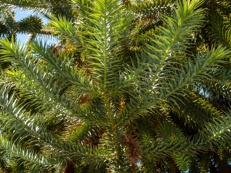 lat. Araucaria araucana