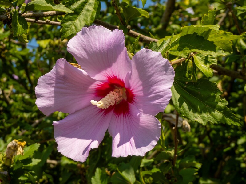 lat. Hibiscus syriacus