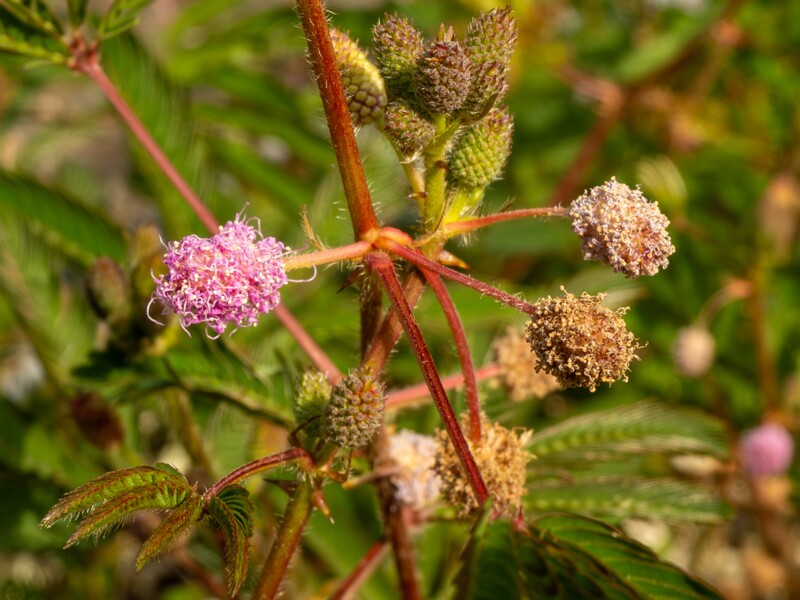 lat. Mimosa pudica