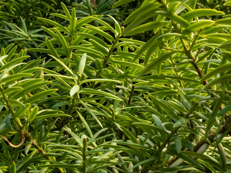 lat. Podocarpus totara