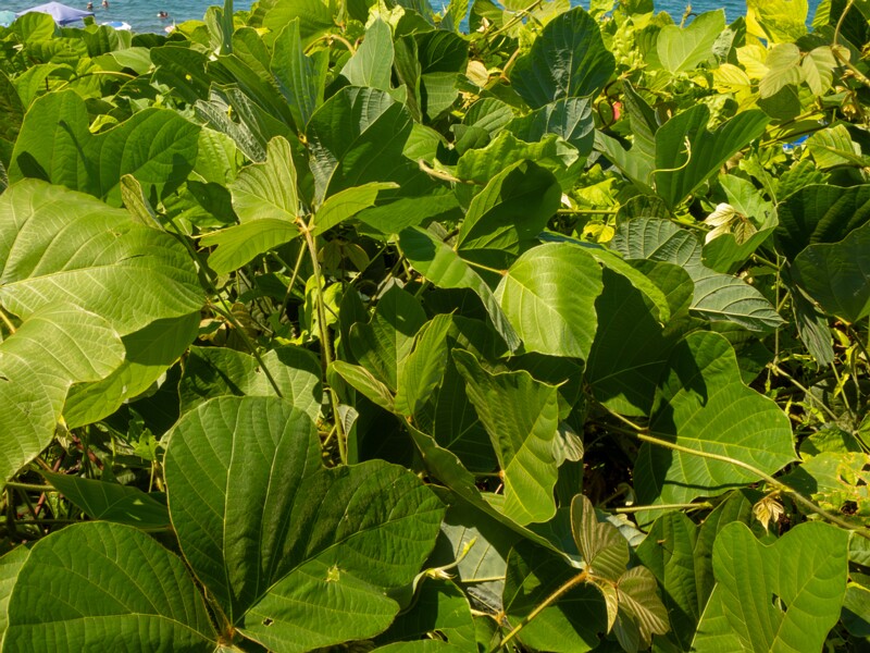 lat. Pueraria montana